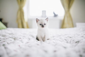 Photograph of a kitten on a bed.