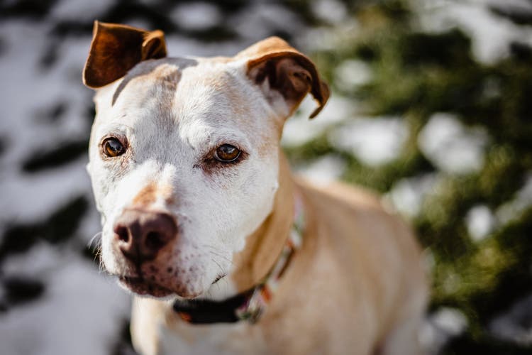 Photo of an adoptable dog.