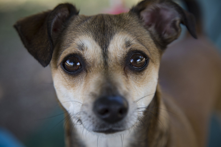 Portrait of an adoptable dog.