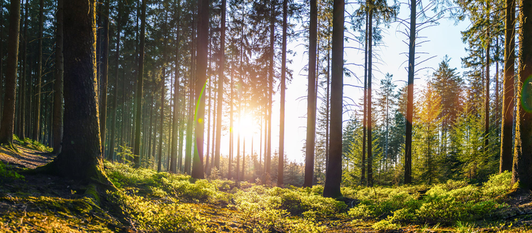 Adobe helping businesses sign up for a more sustainable future 