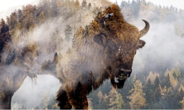 Illustration of a buffalo in the forest.