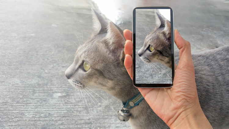 Side angle photo of an adoptable cat on a smart phone.