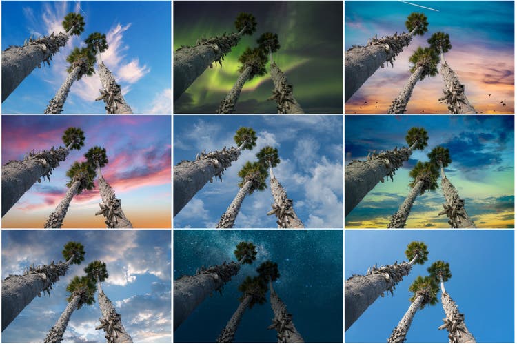 Nine images of palm trees with different sky backgrounds, sunset, night sky, blue sky, cloudy, and more.