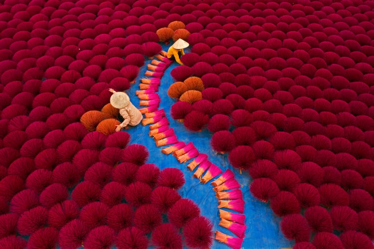 Aerial view of farmers harvesting bright plants. 