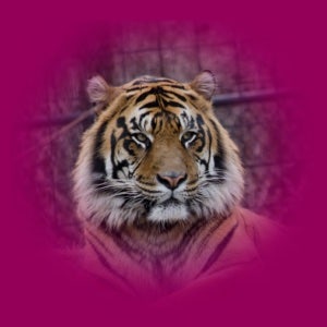 Image of a tiger with the opacity tool used around it's edges. 