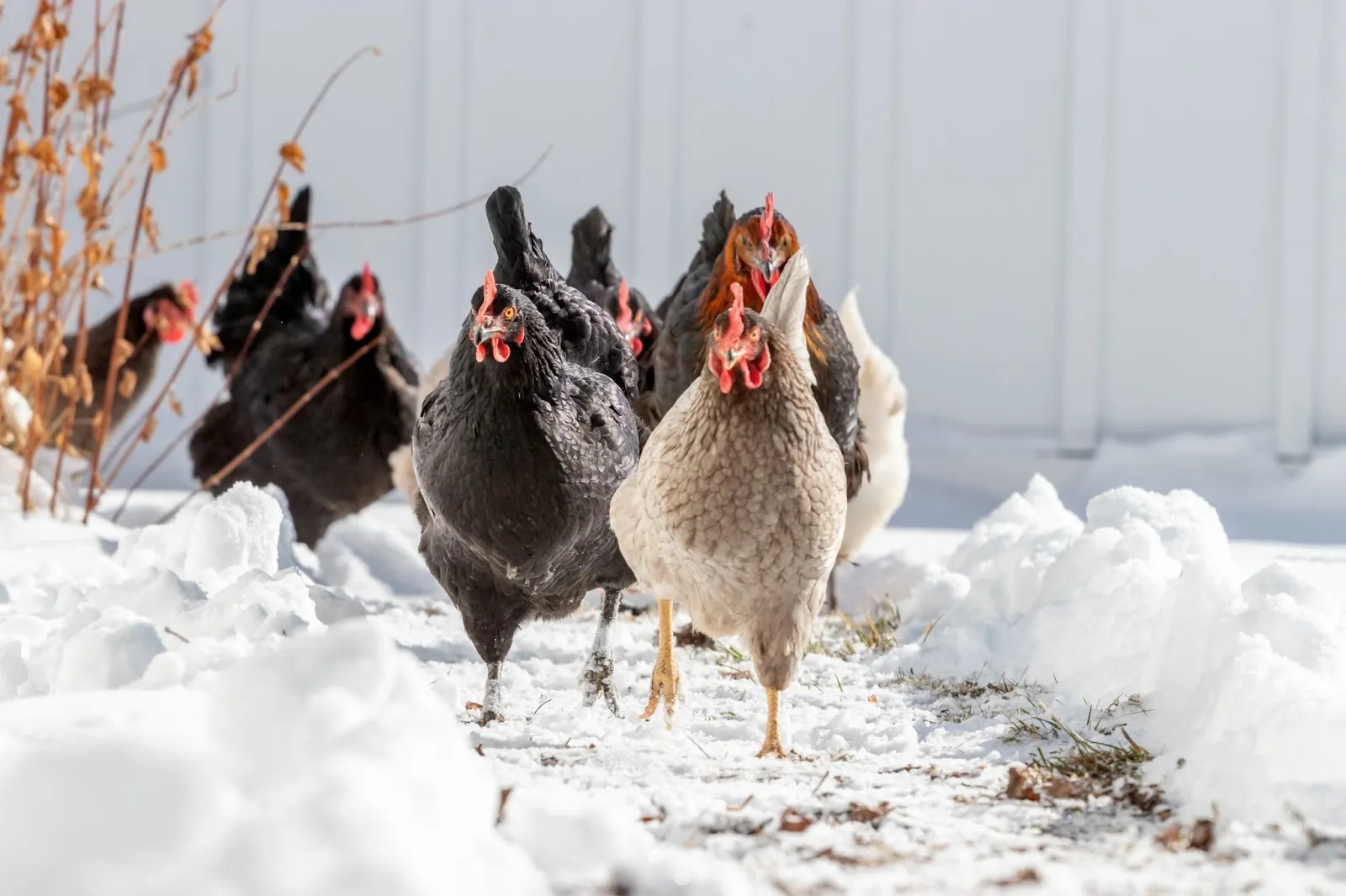 Images of a flock of chickens walking in the snow. 