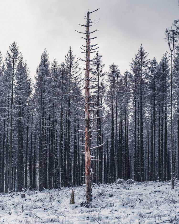 Image of a dead pine tree standing apart from its counterparts.
