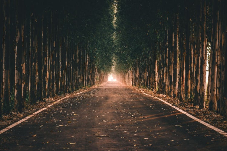 Image of a road lines with trees. 
