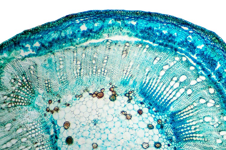 Microscopic image of cells.