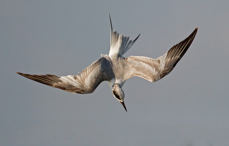 A common tern photographed mid-flight as it dives downwards.