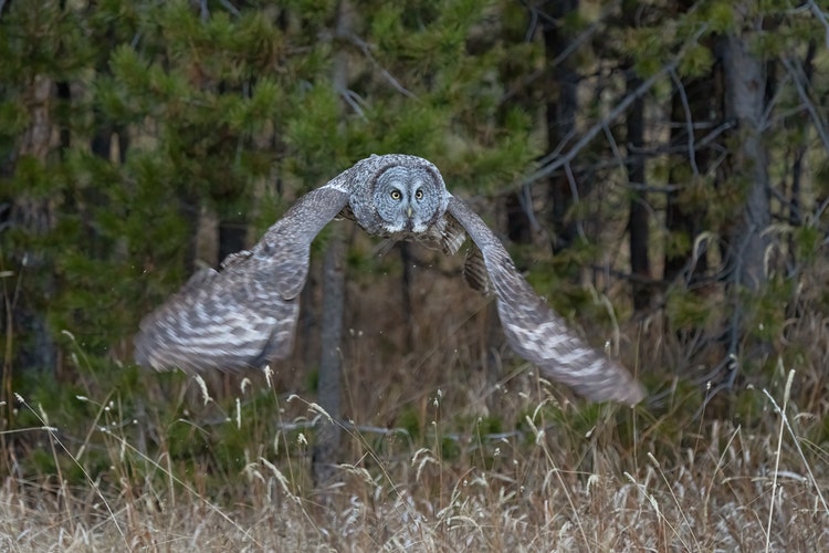 Using Photoshop's Smart Sharpen tool to sharpen only the owl selection from the photograph.