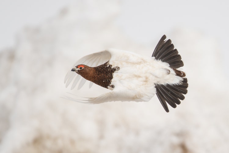 A Willow Ptarmigan photographed in flight against a snowy bokeh background.