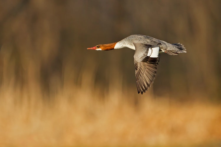 Side-profile of a merganser photographed mid-flight.