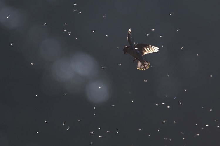 A Cedar Waxwing photographed in flight.