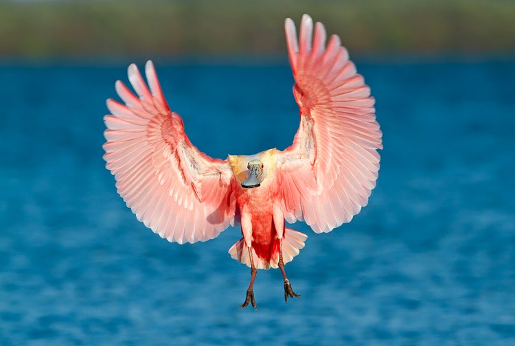 A Roseate Spoonbill photographed mid-flight as it descends above a lake.