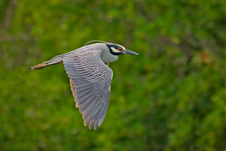 Side-profile of a Yellow-crowned night heron in flight against a bokeh forested background.