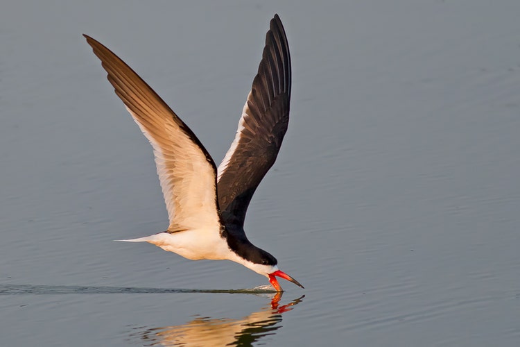 A Black Skimmer photographed in flight as it skims the surface of a lake with its open beak.