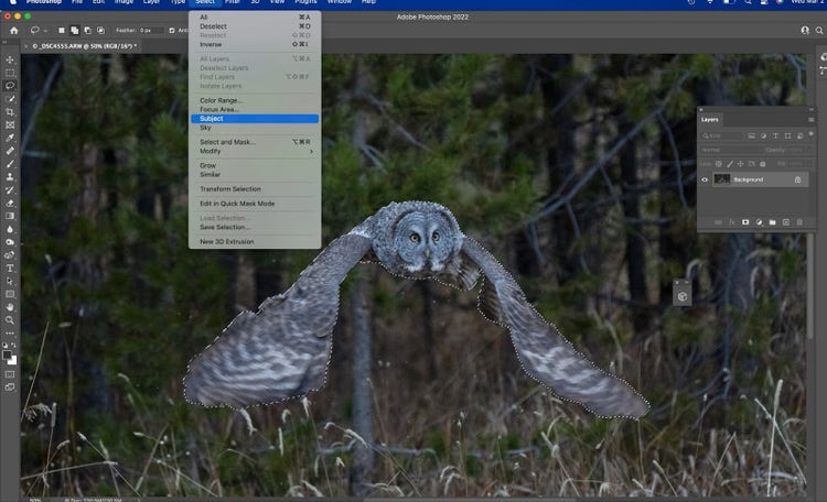 Using Photoshop's Subject tool to select the flying owl from the photograph.