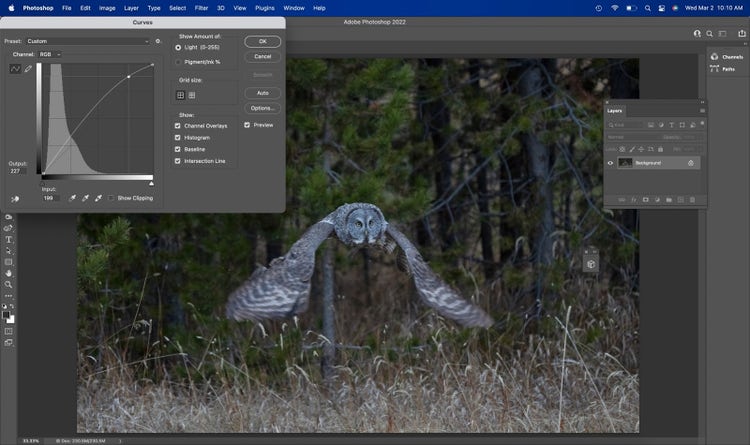 Using Photoshop to adjust the curves on a photograph of a Great Gray Owl in flight.