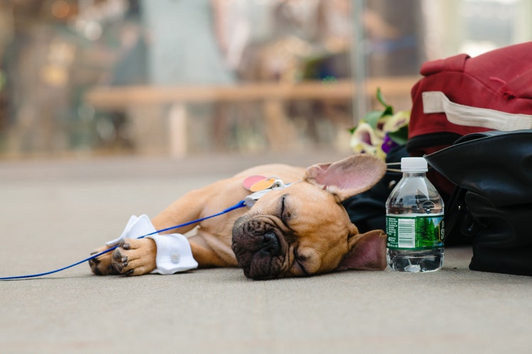 The pooped “Pup Of Honor” taking a nap after a hot summer ceremony.