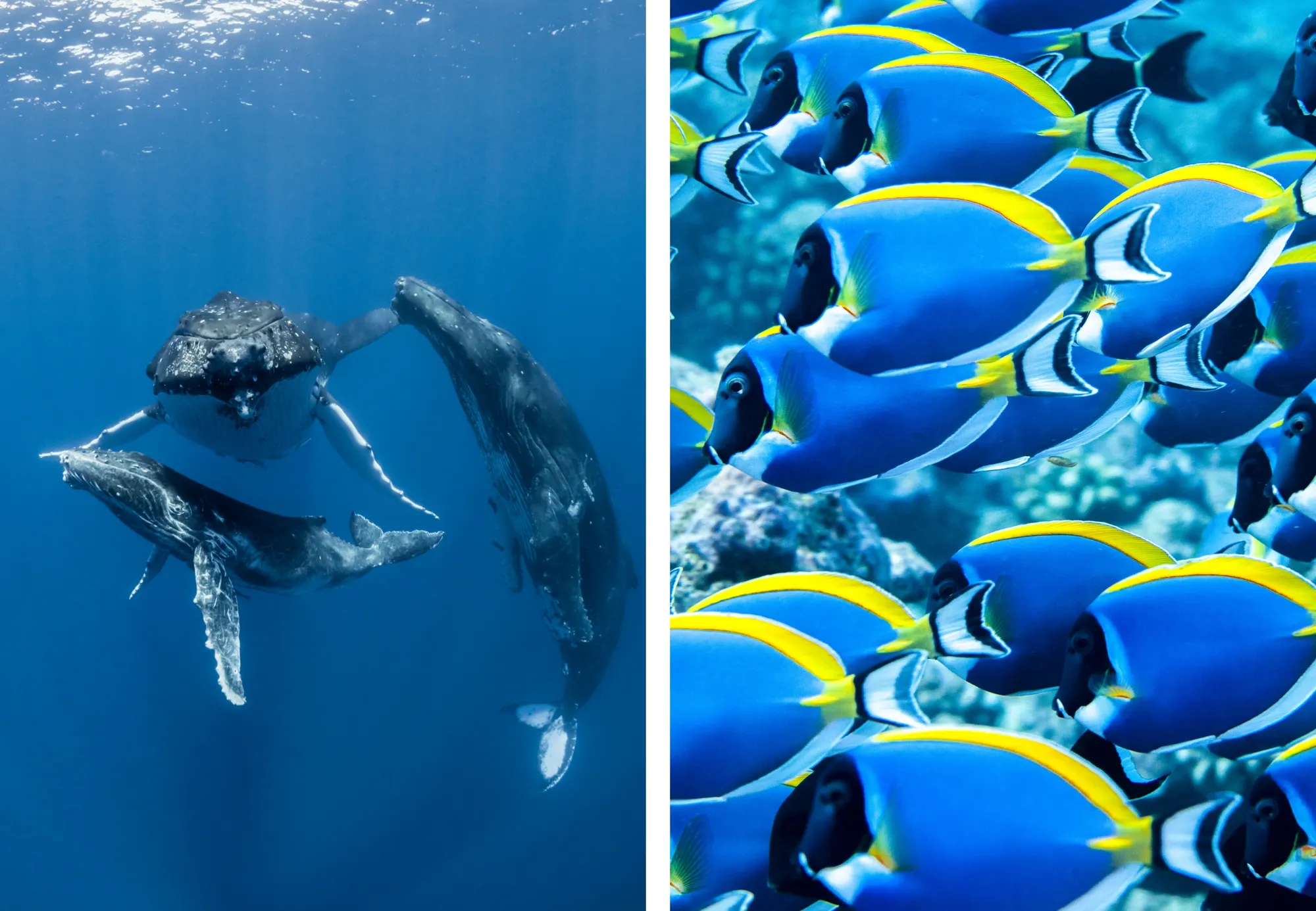Two images of underwater sea life taken by Patrick Masse. 