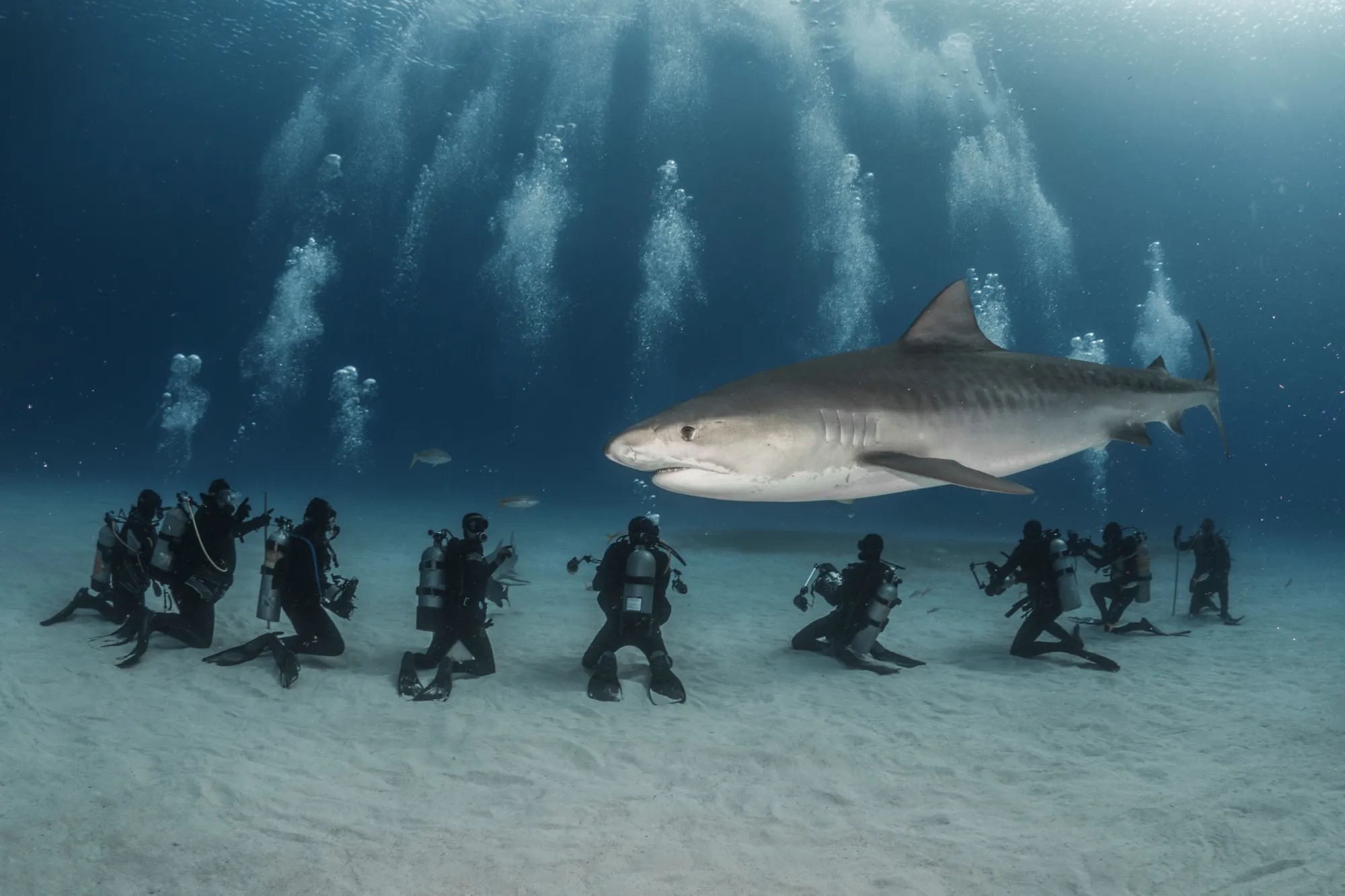 Group of divers looking at tiger shark at bottom of sea, image by Patick Masse. 