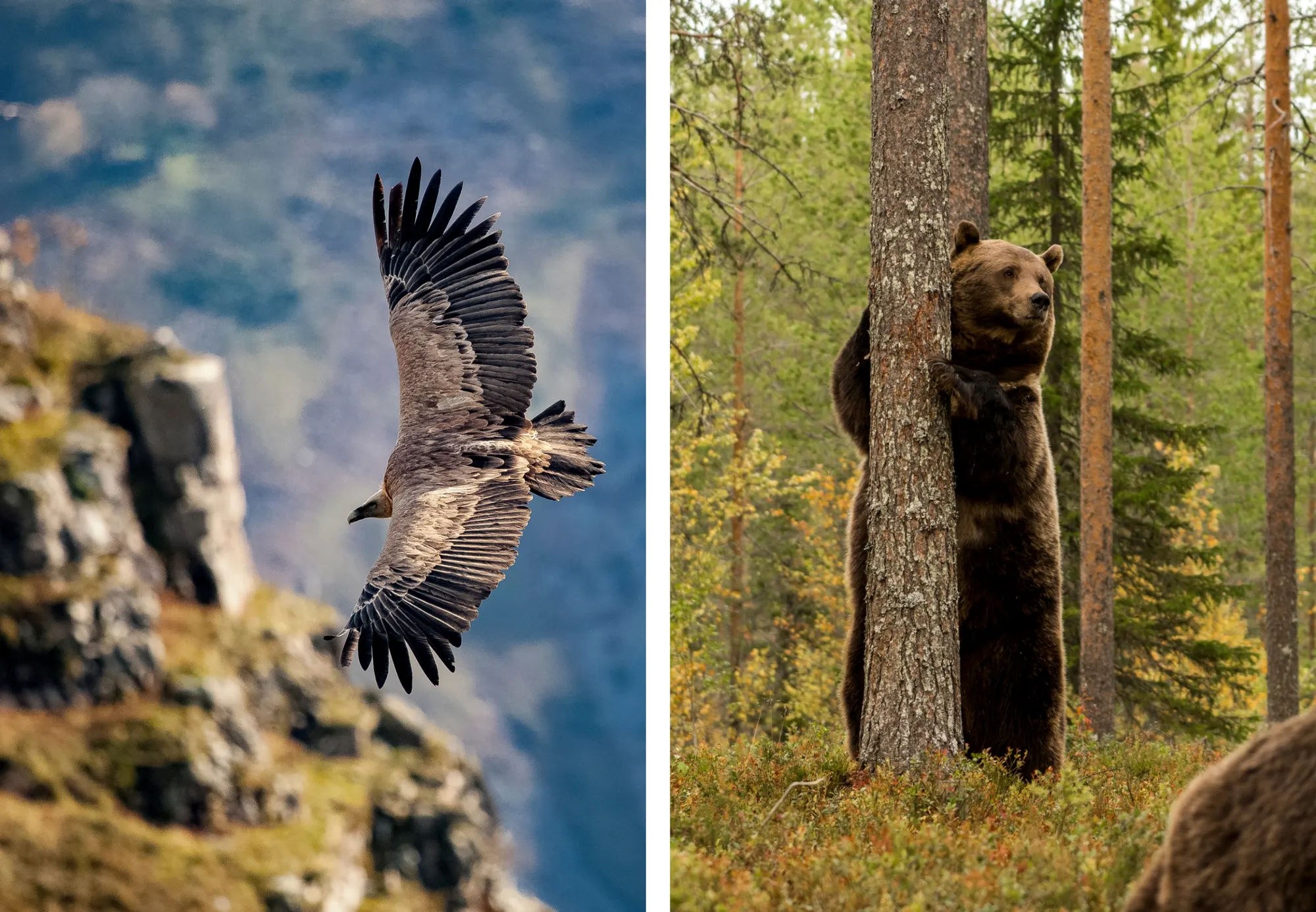 Two images of wildlife by Patrick Masse.