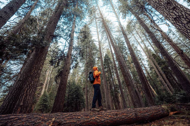 Image of a hiker in the forest, Image courtesy of Kane C. Andrade.