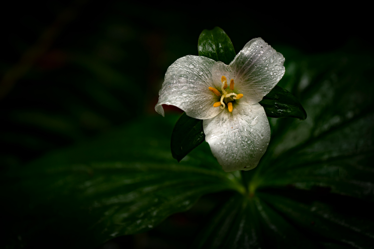Image of flower showing shallow depth of field. 