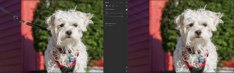 Before / after removing the leash.