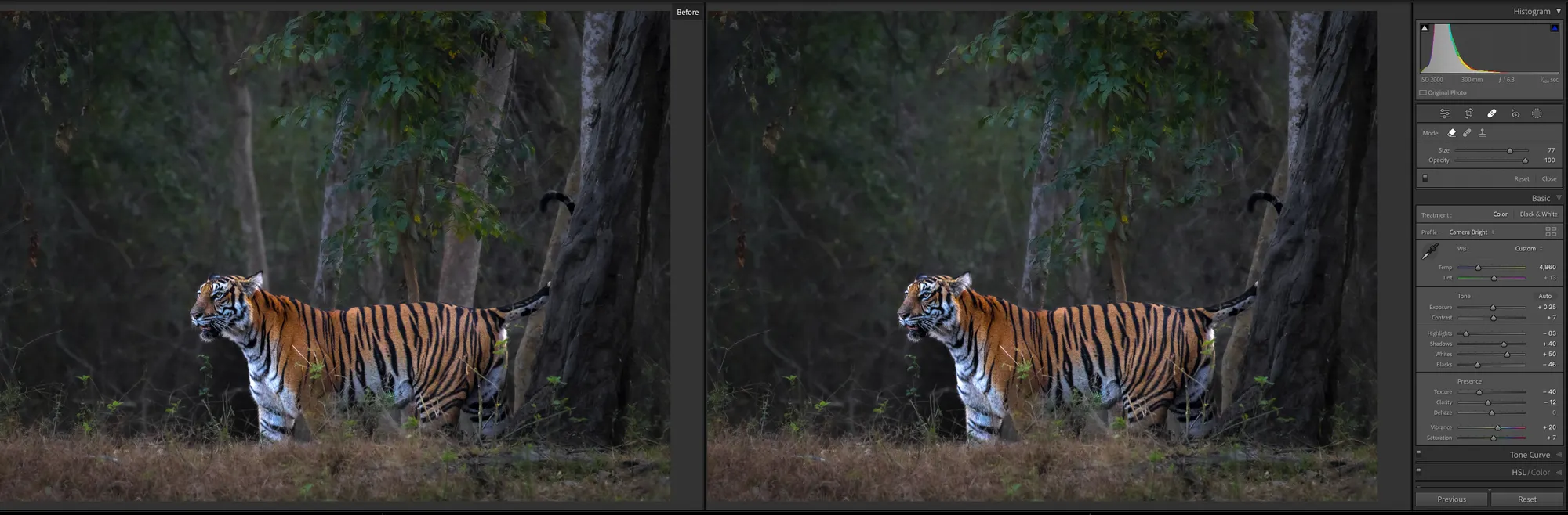 Before / after removing the trees behind the tiger’s head and rear.