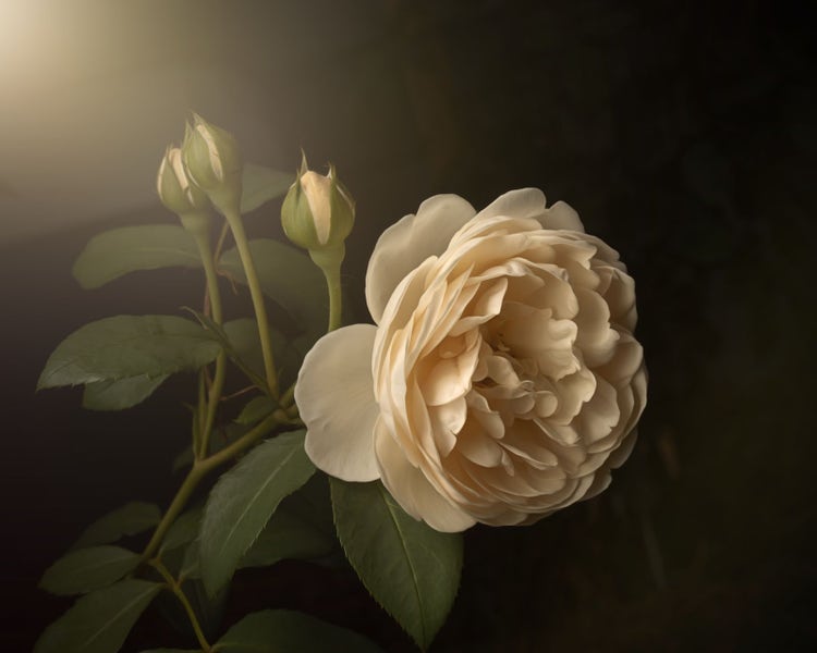 A garden rose shot using the light falloff technique and edited in Photoshop.