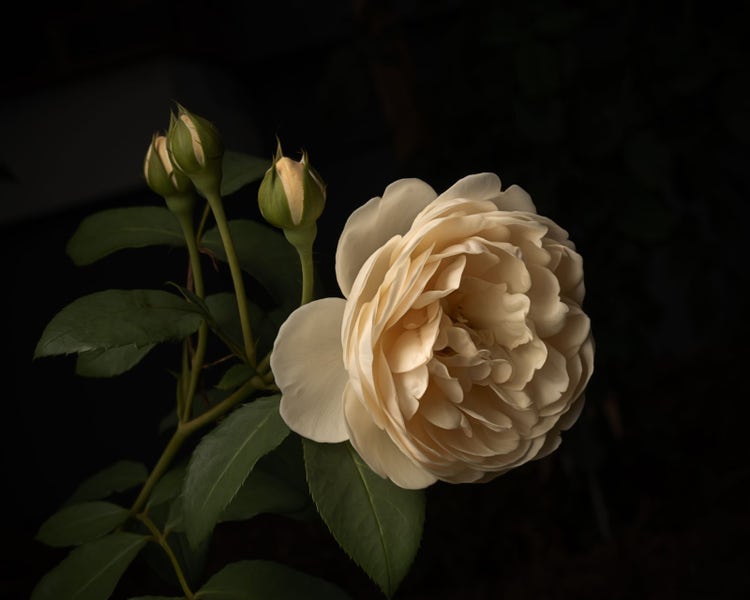 A garden rose shot using the light falloff technique.