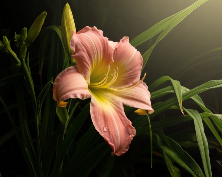Macro shot of a pink daylily. Light fall off is used to produce a natural vignette around the flower.