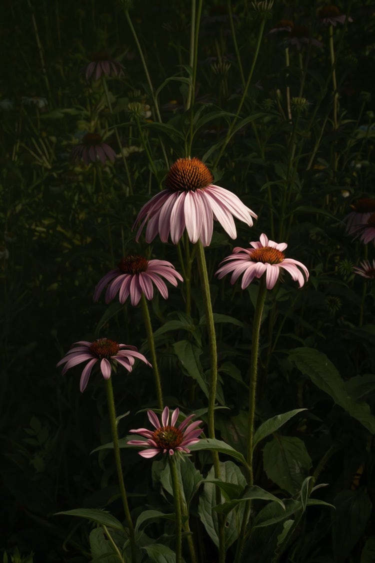 Purple coneflower in a garden. Light falloff produces a natural vignette around the flower.