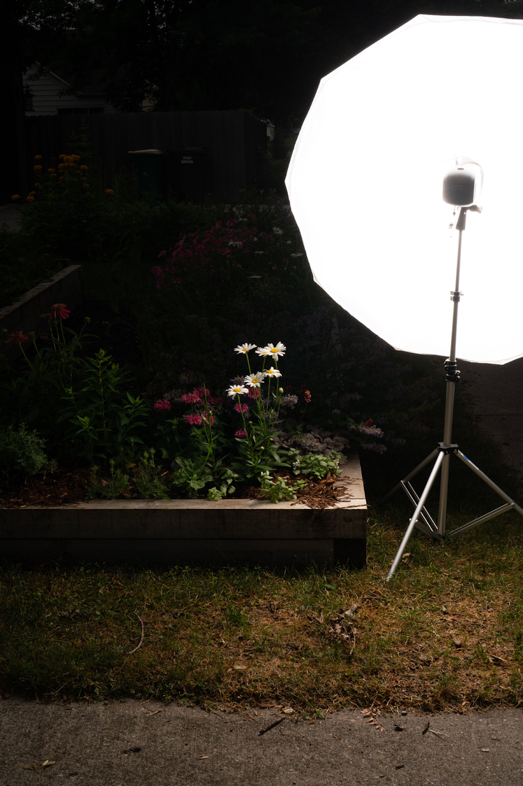 Setting the scene for a flower photoshoot with natural vignetting. A large light source is situated close to the subject to cast a shadow on the background.