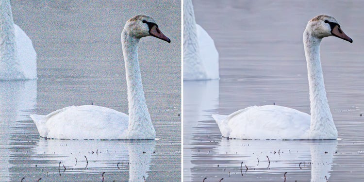 Image of a goose.