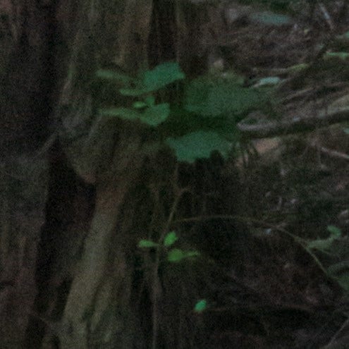 Muir Woods, California, 2019