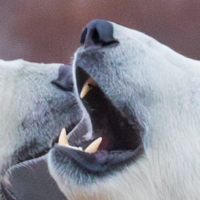 Sparring polar bears. Hudson Bay, Canada, 2016