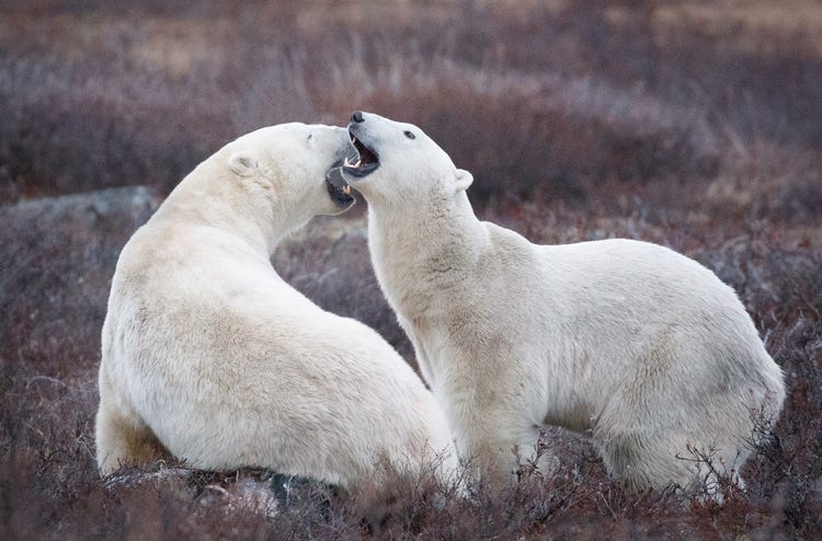 Sparring polar bears. Hudson Bay, Canada, 2016