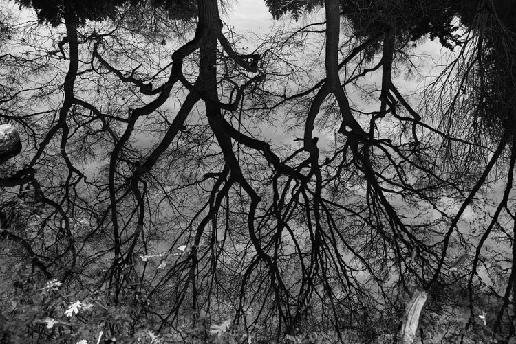 Photograph of upside down trees.