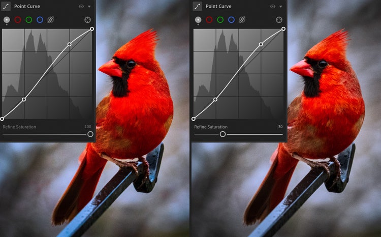 Image of red bird edited using Adobe Photoshop Lightroom.
