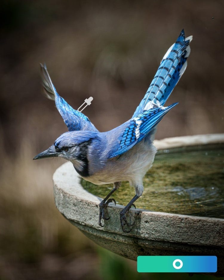 A bird standing on a bird bath Description automatically generated