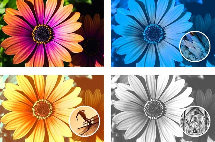 A collage of different colors of flowers