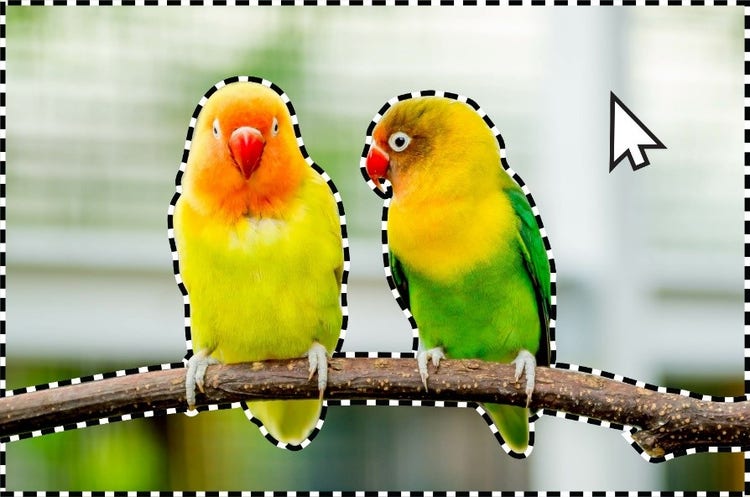 Image of two birds on a branch created using Adobe Photoshop Elements 2024 & Premiere Elements 2024.