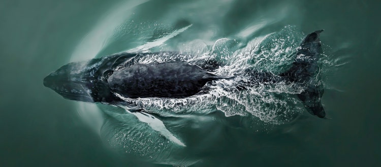 Aerial image of a whale taken by Paul Prescott of Amazing Aerial