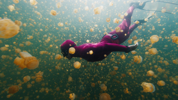 Freediver swims in the lake full of stingless jellyfish. West Papua, Misool, Indonesia