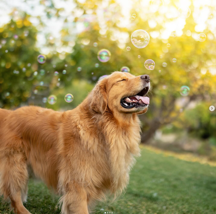 Photograph of a dog and bubbles taken by Los Angeles-based photographer Candice Sedighan.