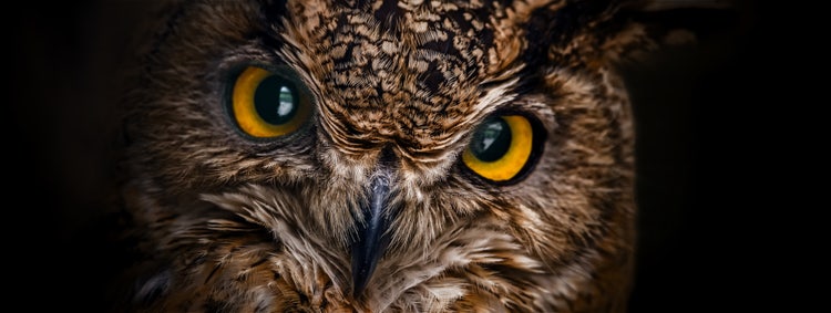 Image of an owl.