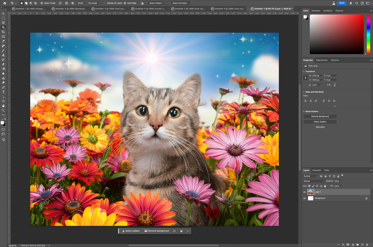 Image of cat in a field of flowers